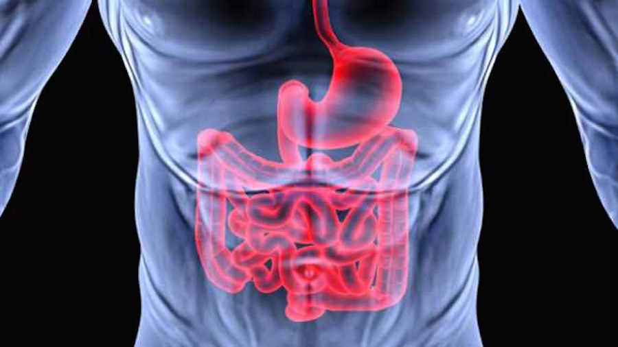 Digestive system