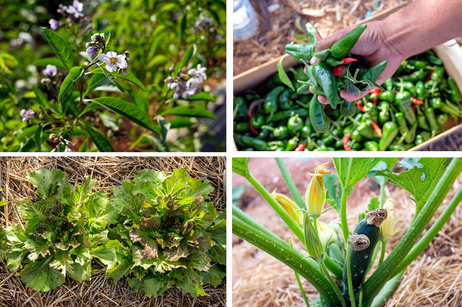 Cas Costas Gardener Essentialibiza 2019 By La Skimal014